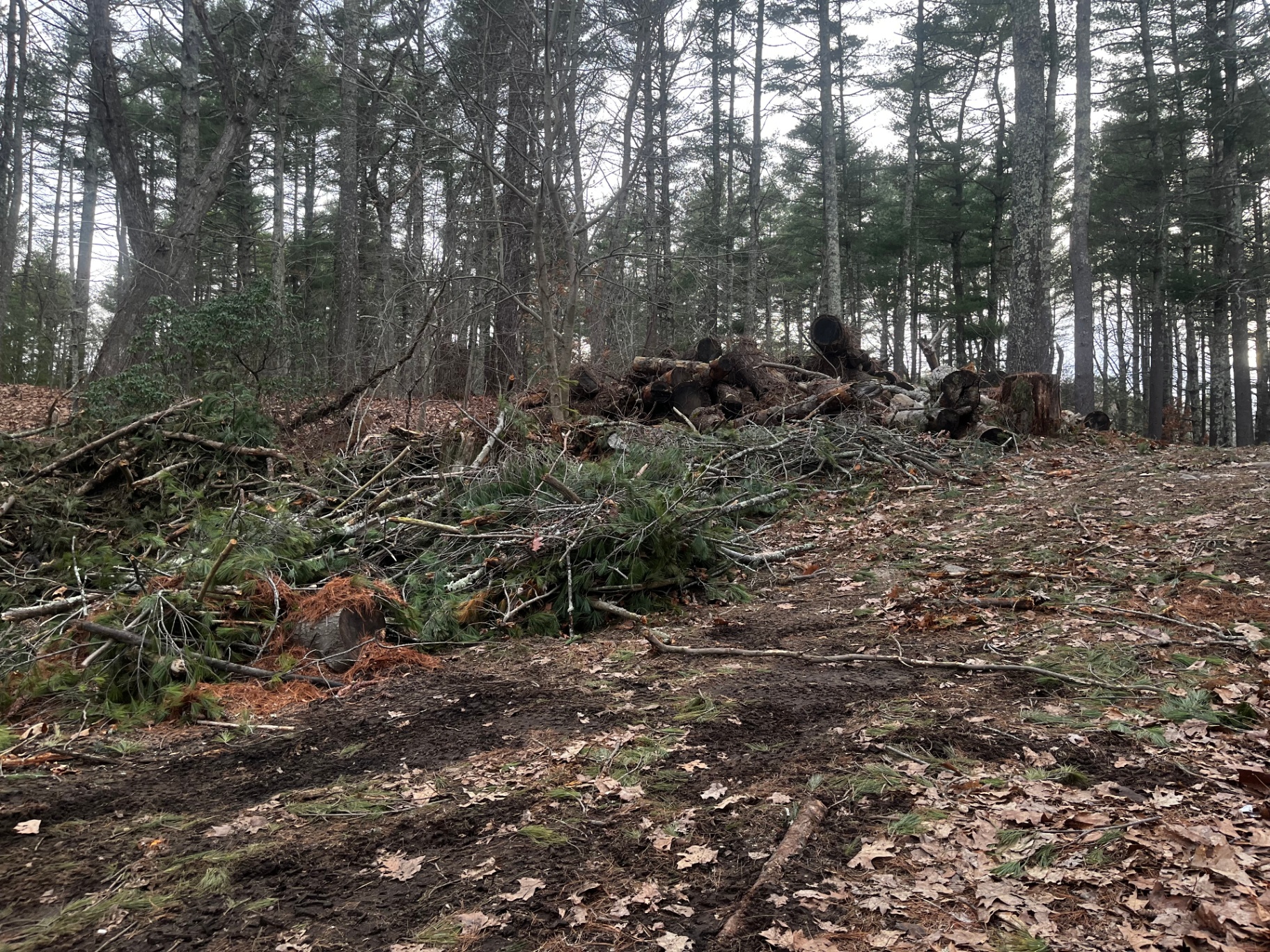 Fall and Spring cleanup



